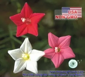 Hạt Giống Hoa Tóc Tiên Leo - Mix Nhiều Màu (Ipomoea quamoclit)