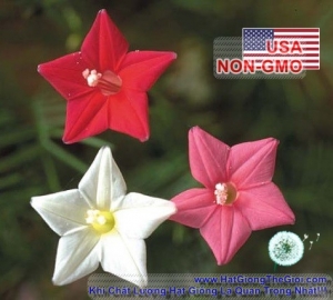 hat giong hoa toc tien leo   mix nhieu mau  ipomoea quamoclit