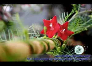 Hạt Giống Hoa Tóc Tiên Leo - Đỏ (Ipomoea quamoclit)