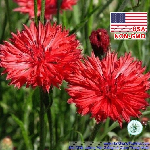 hat giong hoa truc mai   do cao 70cm  centaurea cyanus