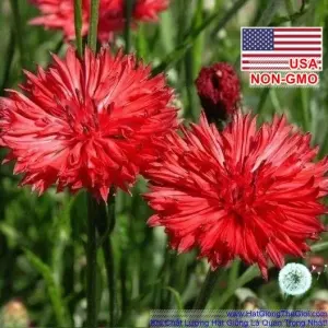 Hạt Giống Hoa Trúc Mai - Đỏ Cao 70cm (Centaurea cyanus)