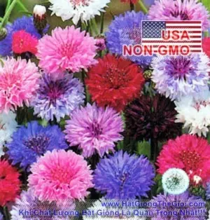 Hạt Giống Hoa Trúc Mai - Mix Polka (Centaurea Cyanus)