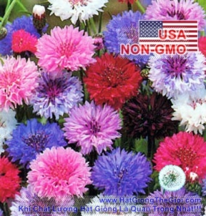 hat giong hoa truc mai   mix polka  centaurea cyanus