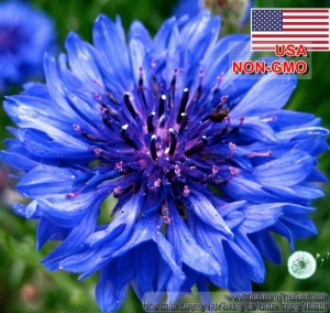 hat giong hoa truc mai   xanh blue 70cm  centaurea cyanus