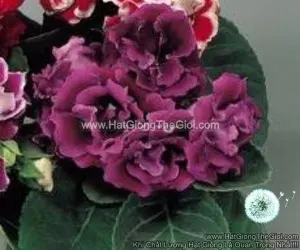 Hạt Giống Hoa Tử La Lan Kép BROCADE Blue