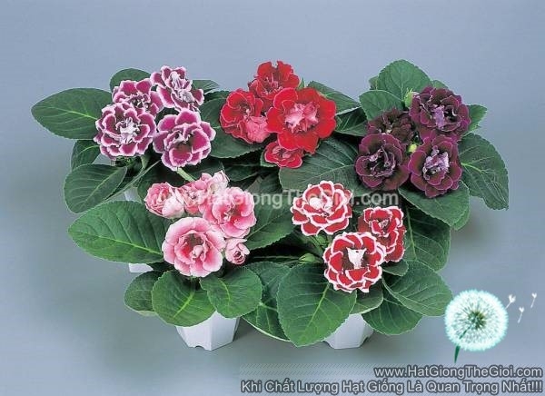 hat giong hoa tu la lan kep brocade mix