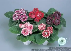 Hạt Giống Hoa Tử La Lan Kép BROCADE Mix