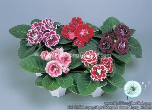 hat giong hoa tu la lan kep brocade mix