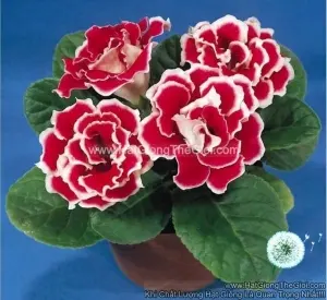 Hạt Giống Hoa Tử La Lan Kép BROCADE Red
