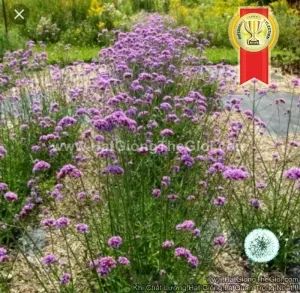 Hạt Giống Hoa Vân Anh Cỏ Roi Ngựa PurpleTop