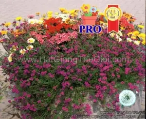 Hạt Giống Hoa Vân Anh Imagination Trồng Chậu Tím F1Pro