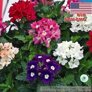 Hạt Giống Hoa Vân Anh - Mix Nhiều Màu (Verbena hybrida)