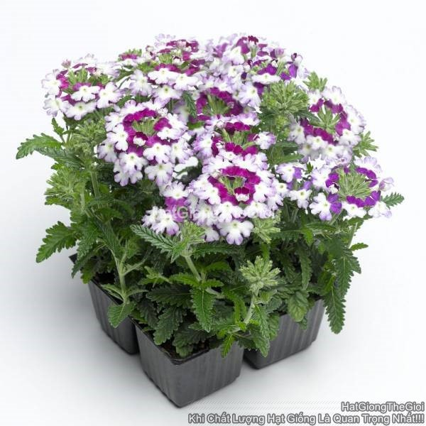 hat giong hoa van anh obsession twister purple