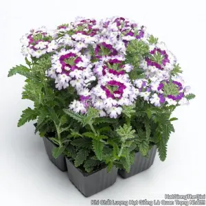 Hạt Giống Hoa Vân Anh OBSESSION Twister Purple