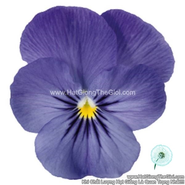 hat giong hoa viola admire blue