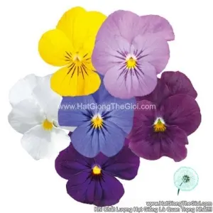 Hạt Giống Hoa Viola ADMIRE Clear Mix