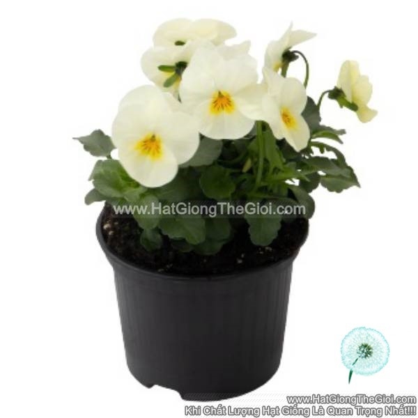 hat giong hoa viola admire cream