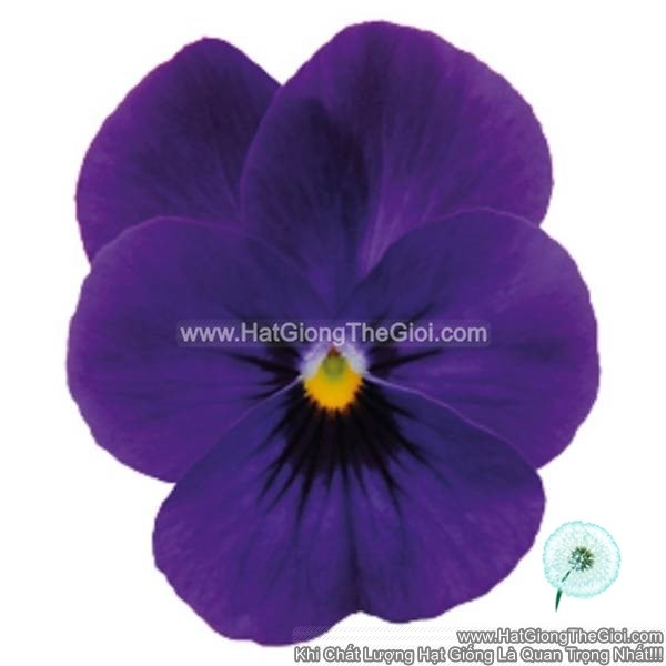 hat giong hoa viola admire deep blue