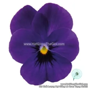 Hạt Giống Hoa Viola ADMIRE Deep Blue