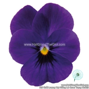 hat giong hoa viola admire deep blue