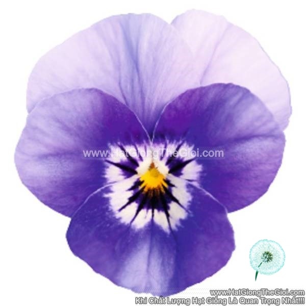 hat giong hoa viola admire deep marina