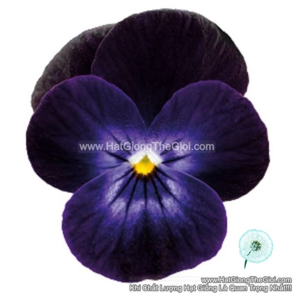 hat giong hoa viola admire deep purple face