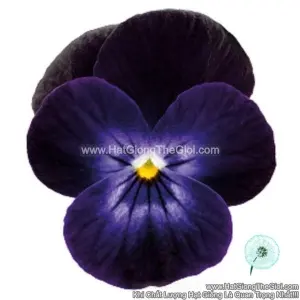 Hạt Giống Hoa Viola ADMIRE Deep Purple Face