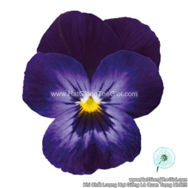 hat giong hoa viola admire denim