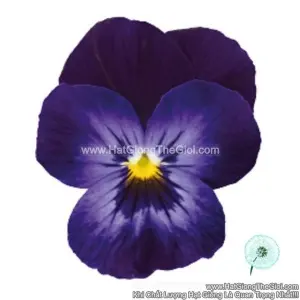 Hạt Giống Hoa Viola ADMIRE Denim