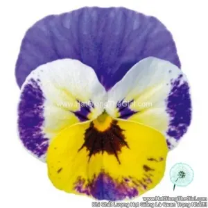 Hạt Giống Hoa Viola ADMIRE Jolly Face