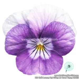 Hạt Giống Hoa Viola ADMIRE Lavender Pink Face