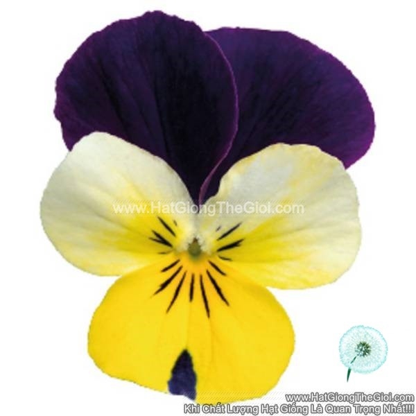 hat giong hoa viola admire lemon purple wing