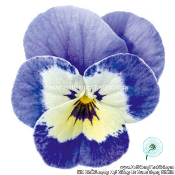 hat giong hoa viola admire marina
