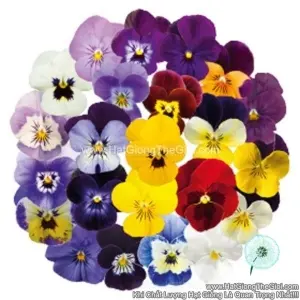 Hạt Giống Hoa Viola ADMIRE Maxi Mix