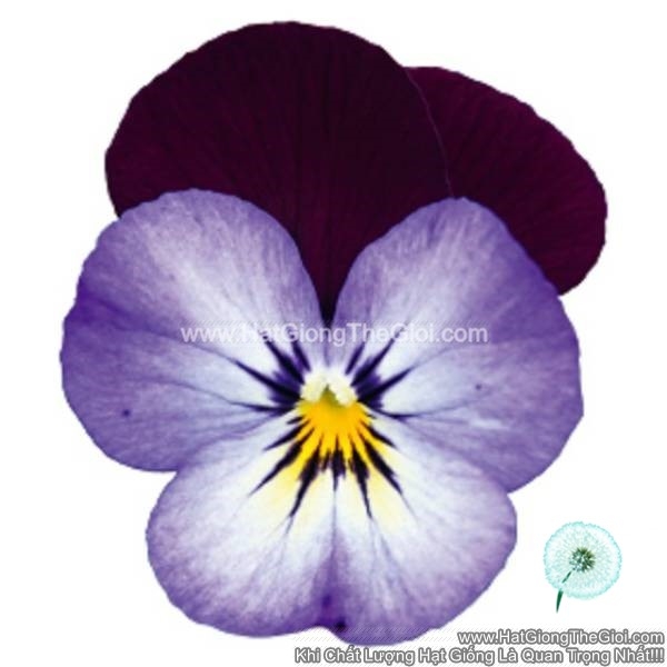 hat giong hoa viola admire neon purple wing