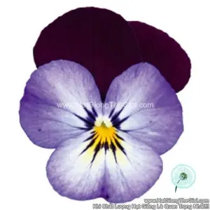 Hạt Giống Hoa Viola ADMIRE Neon Purple Wing