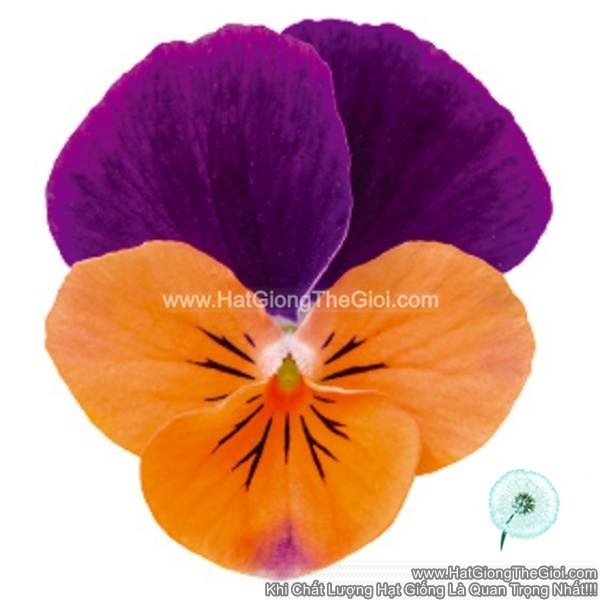hat giong hoa viola admire orange purple wing