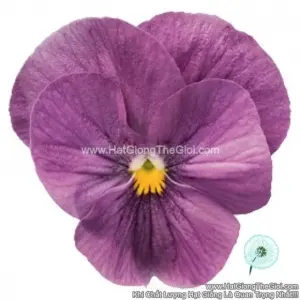 Hạt Giống Hoa Viola ADMIRE Orchid
