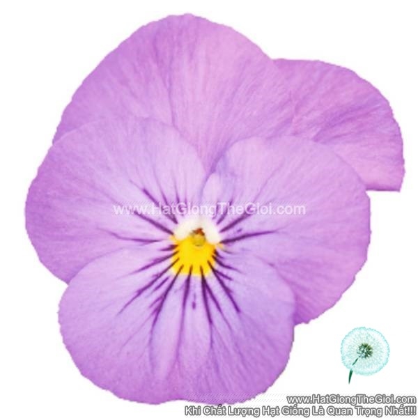 hat giong hoa viola admire pink