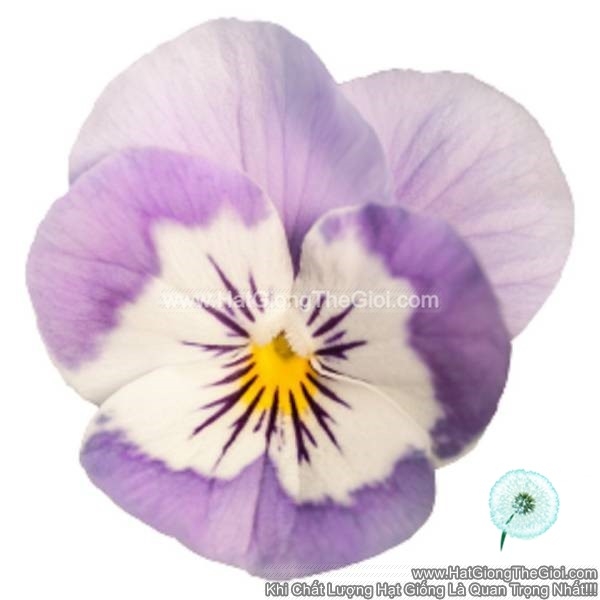 hat giong hoa viola admire pink surprise