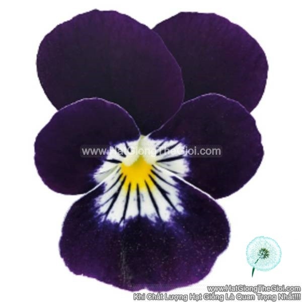 hat giong hoa viola admire purple white face