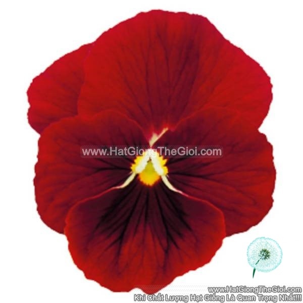 hat giong hoa viola admire red blotch