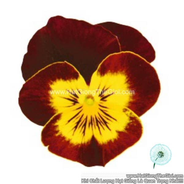 hat giong hoa viola admire red yellow face