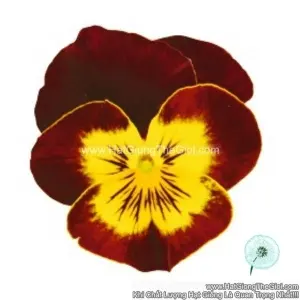 Hạt Giống Hoa Viola ADMIRE Red Yellow Face