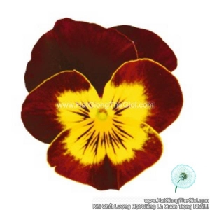 hat giong hoa viola admire red yellow face