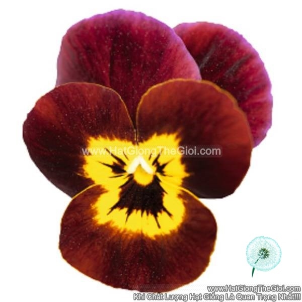 hat giong hoa viola admire ruby gold