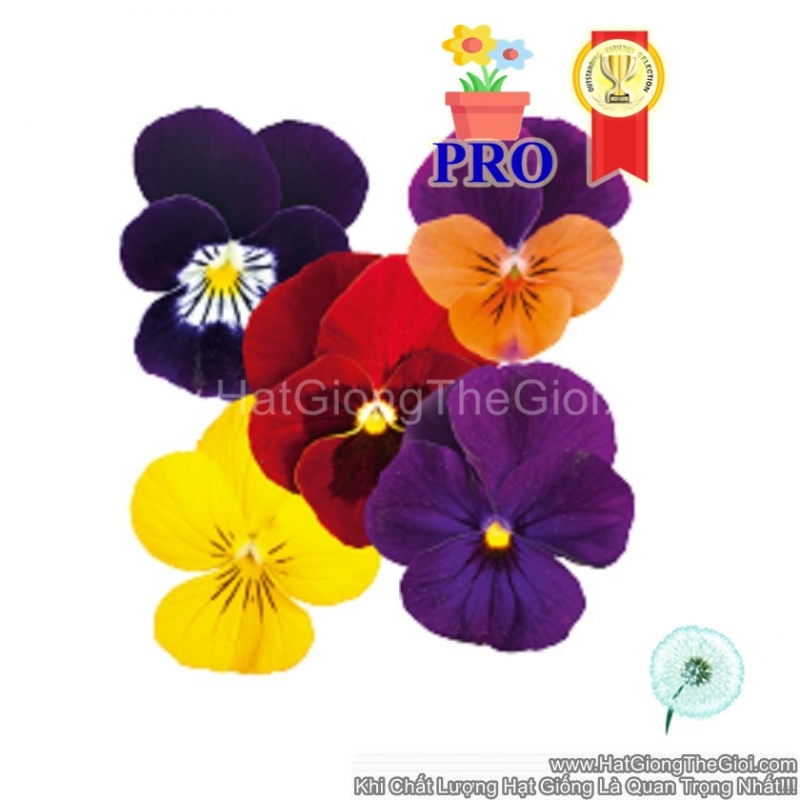 hat giong hoa viola admire indian summer sai bong mix