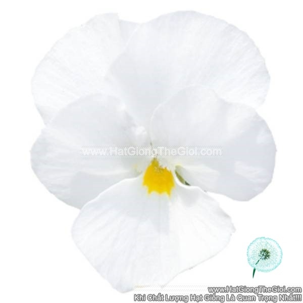 hat giong hoa viola admire white