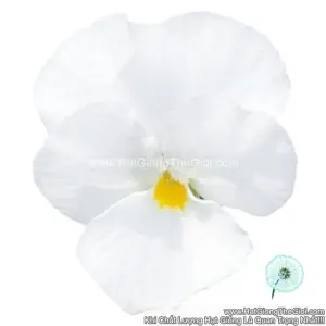 Hạt Giống Hoa Viola ADMIRE White