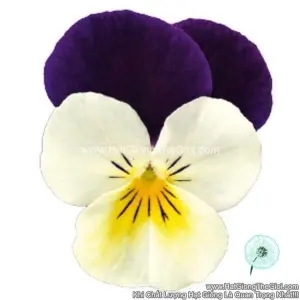 Hạt Giống Hoa Viola ADMIRE White Purple Wing